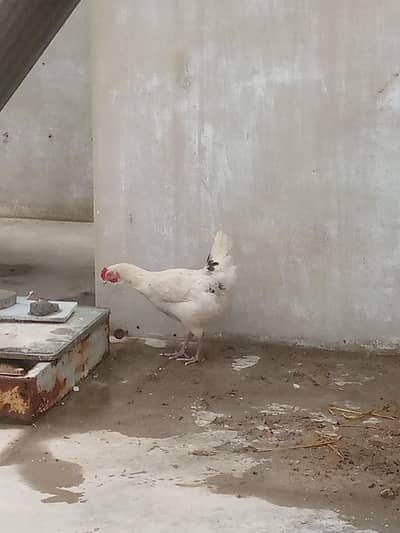 Andy wali desi murgiyan