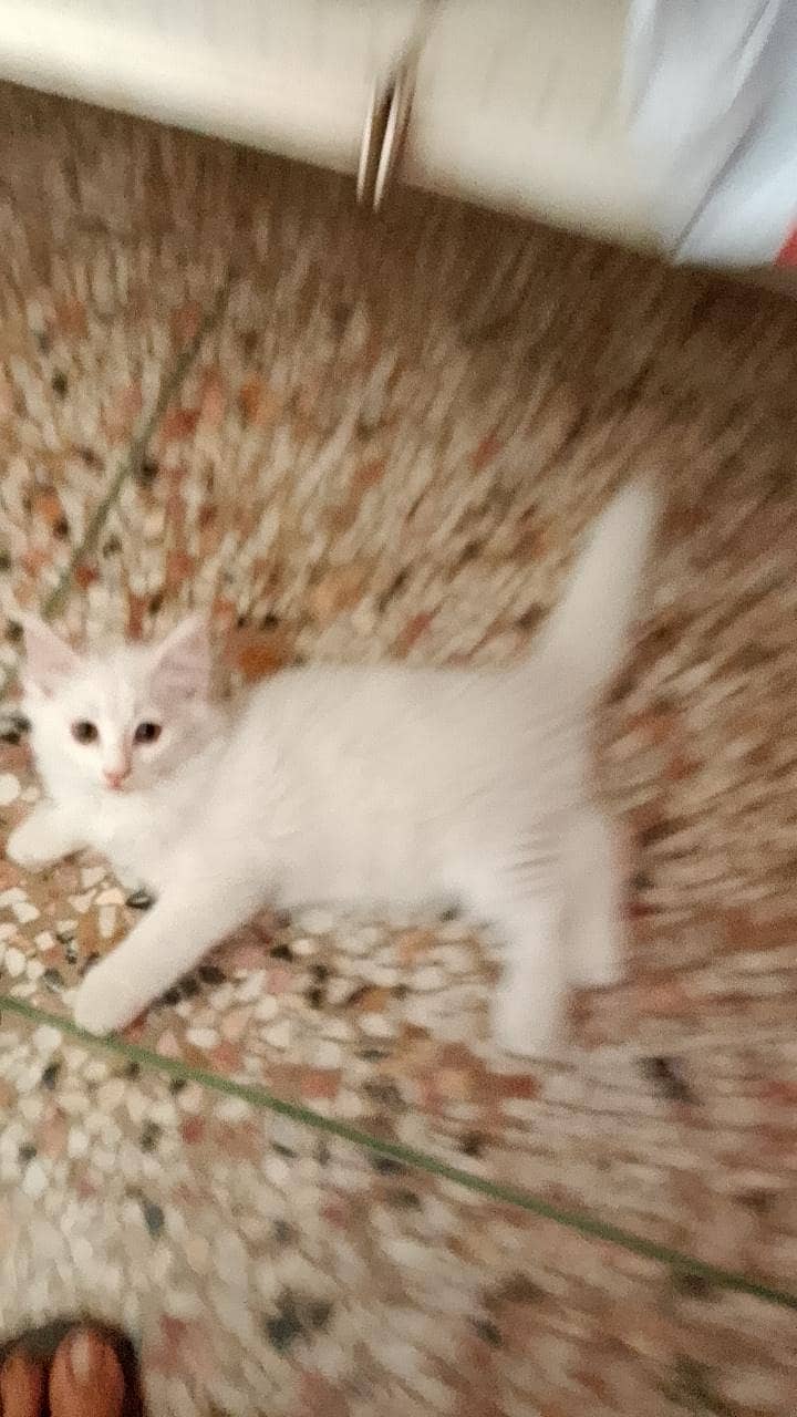 Persian cats 0