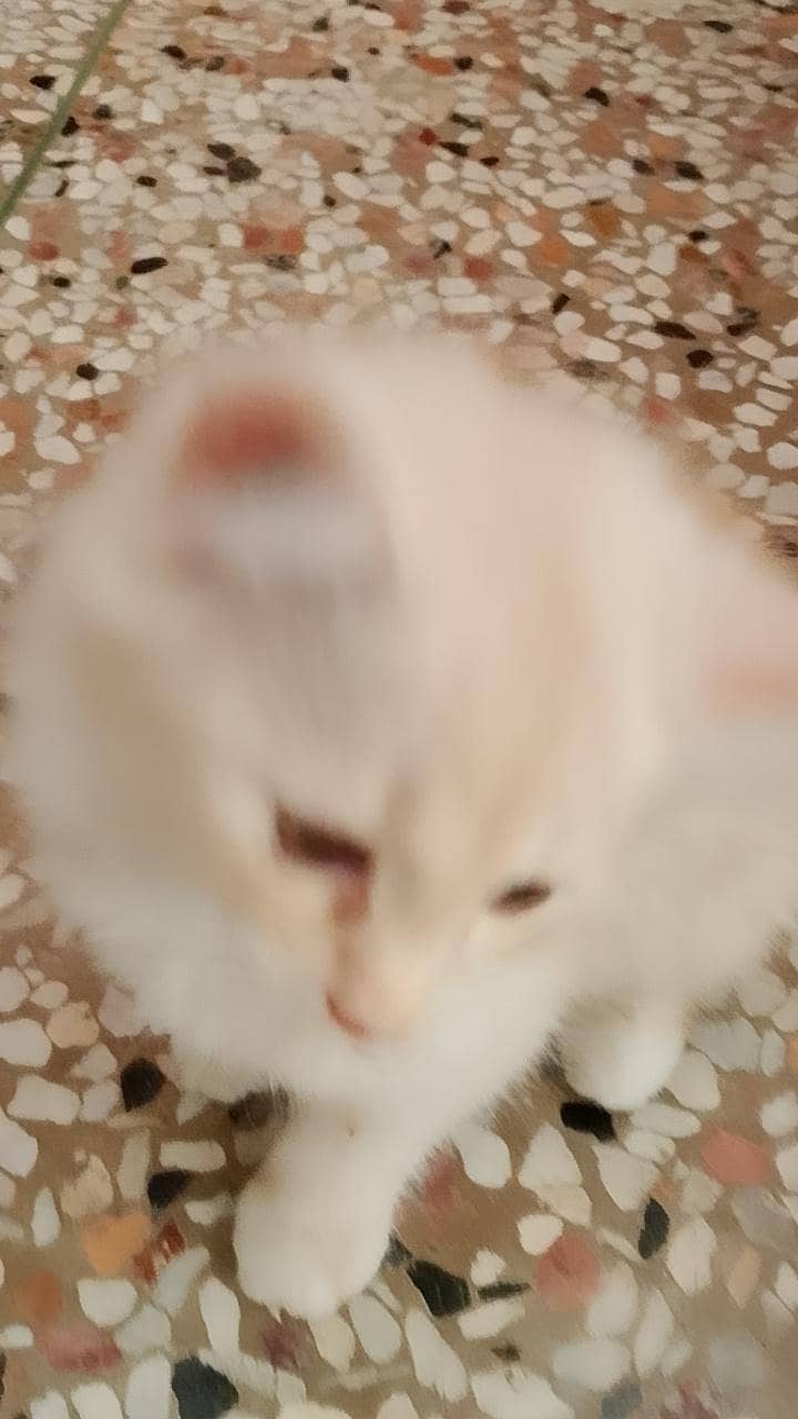 Persian cats 1