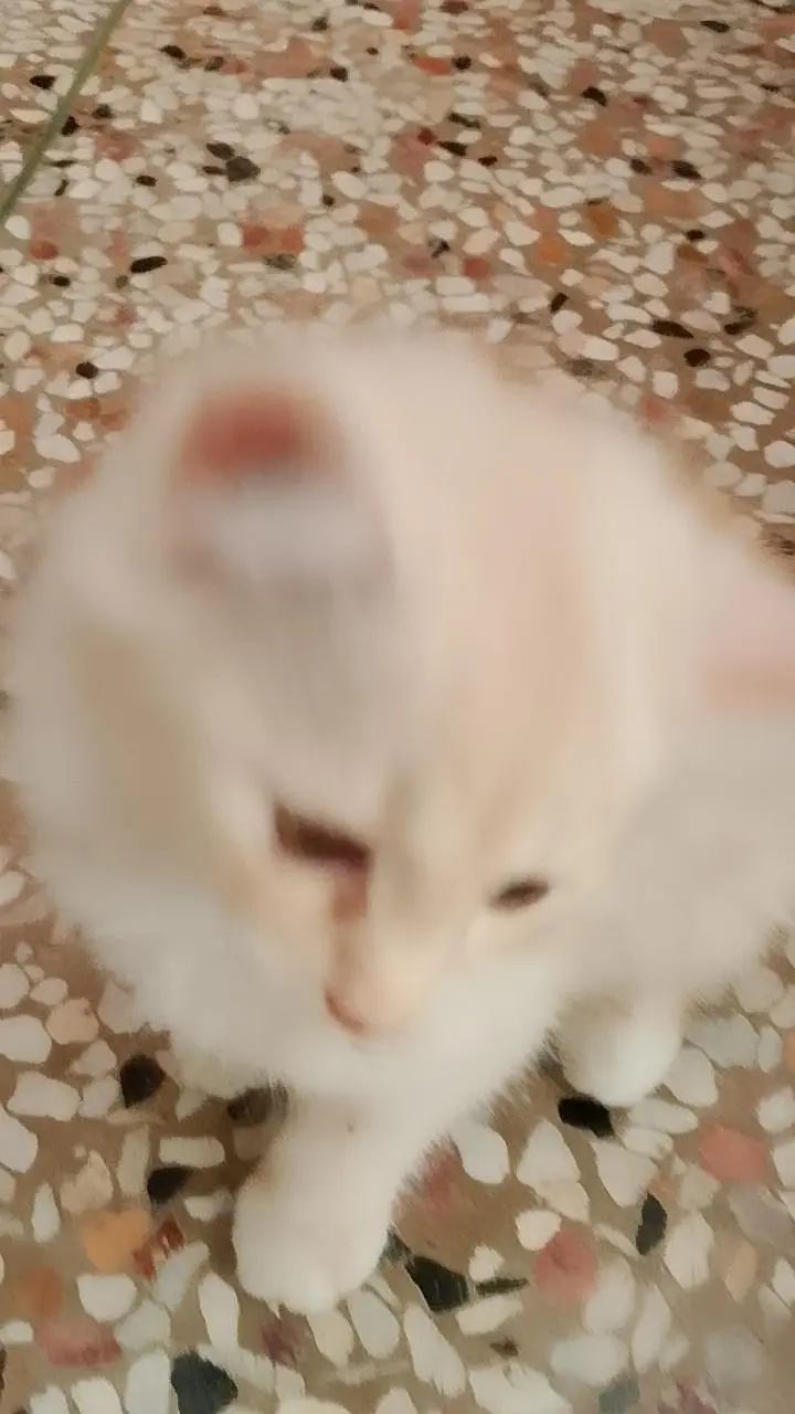 Persian cats — photo 2