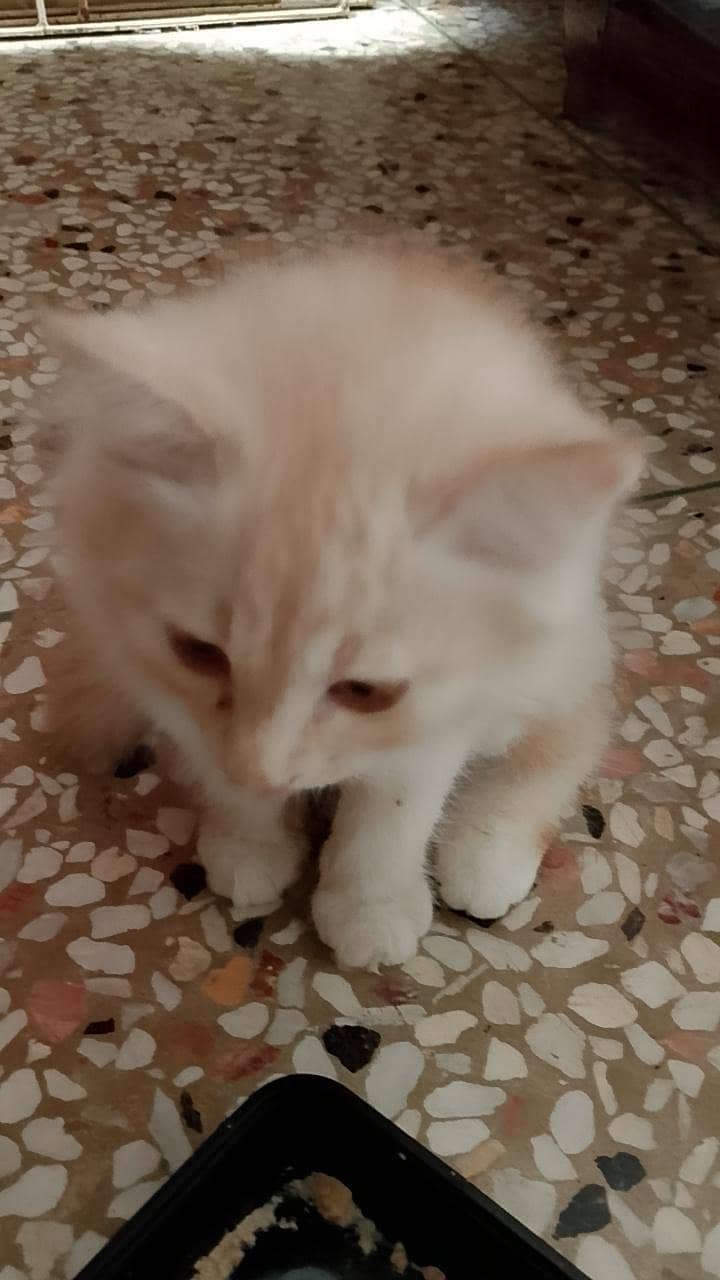 Persian cats 2