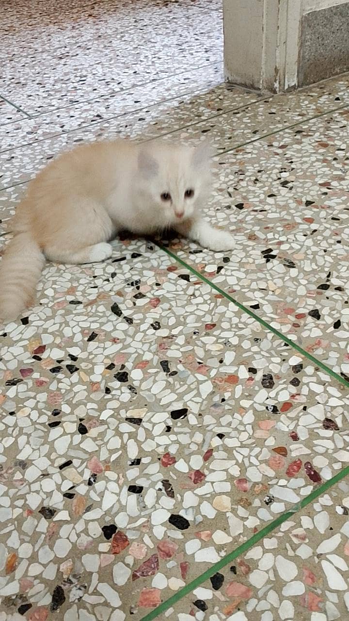 Persian cats 3