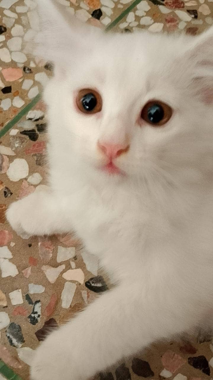 Persian cats 4