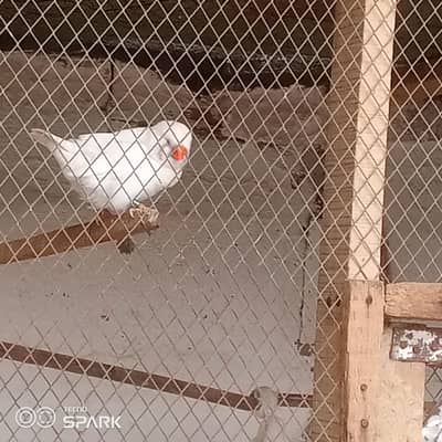 exhibition size finches English line pair for sale