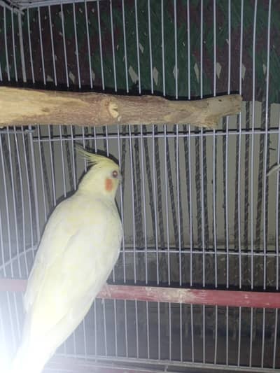 COCKTAIL PARROT FULLY HAND TAME AND BONDED PAIR FOR SALE