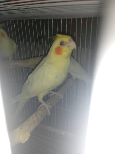 COCKTAIL PARROT FULLY HAND TAME PIECE FOR SALE