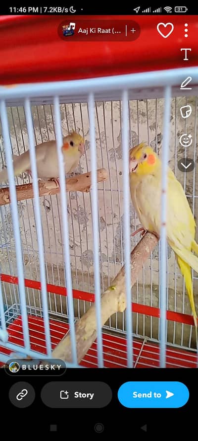 COCKTAIL PARROT FULLY HAND TAME AND BONDED PAIR FOR SALE