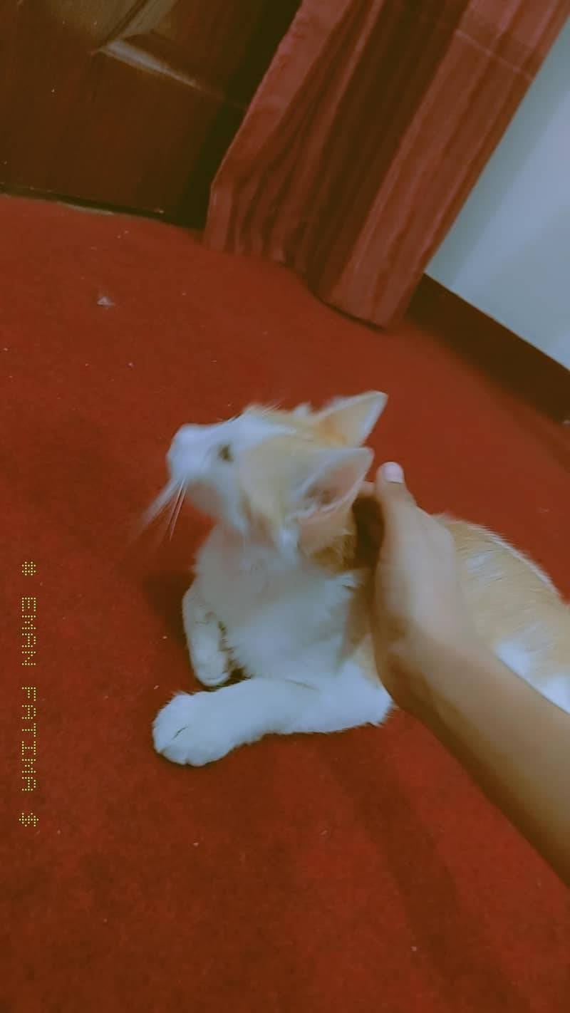 c a t 0