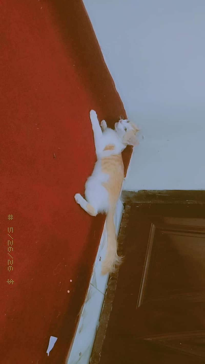 c a t 1