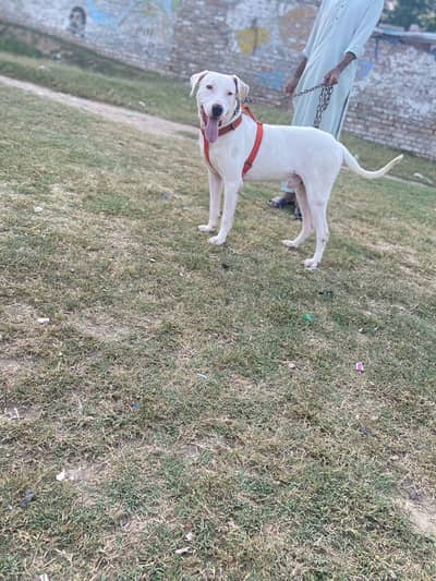Bully x guiltar male