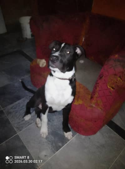 PitBull for sale