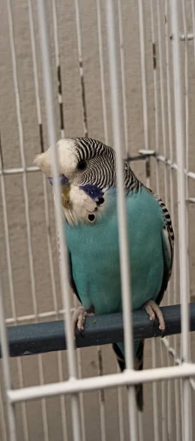AUSTRALIAN PARROTS