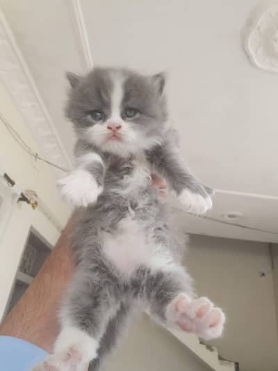 Persian kittens