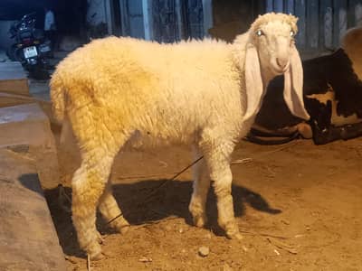 Larkana Jori