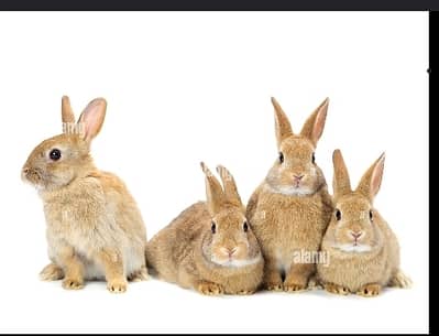 Rabbit family (2 adults,2 babies)