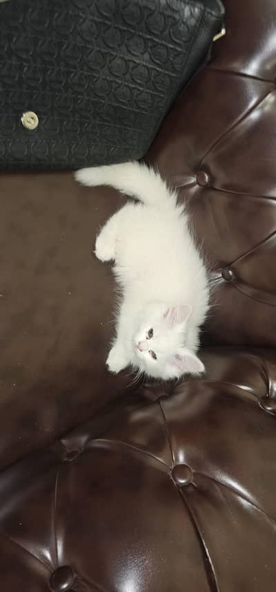 4 persian kittens for sale