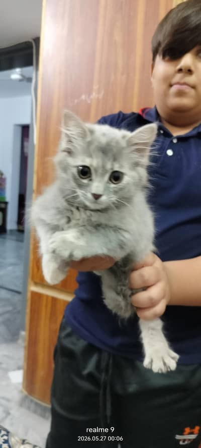 Persian Kitten