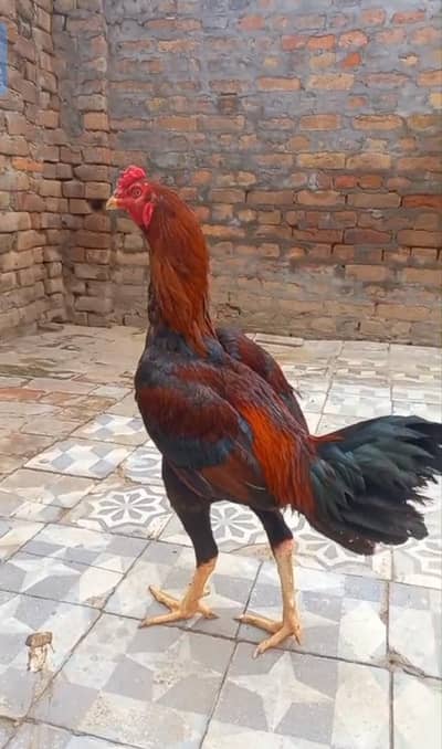 Shamoo breed for sale
