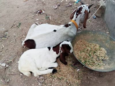 dono mal bacha hai bakri do dant ki hai