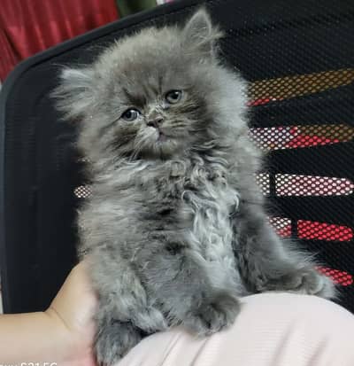 Persian beautiful  cat and kittens WhatsApp Number 03265641968
