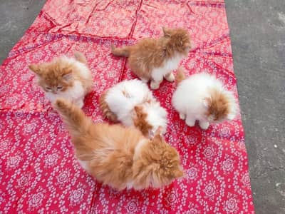 Persian beautiful  cat and kittens WhatsApp Number 03265641968