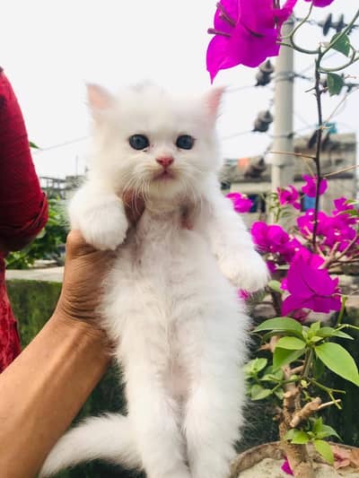Persian beautiful  cat and kittens WhatsApp Number 03265641968