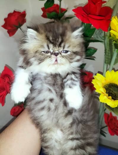 Persian beautiful  cat and kittens WhatsApp Number 03265641968