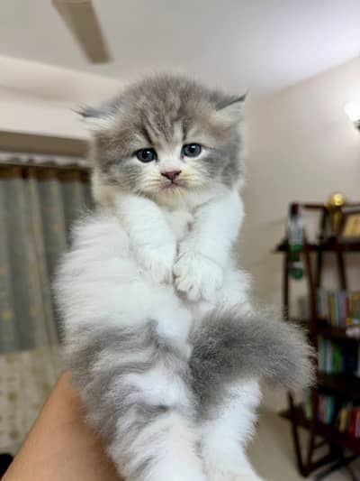 Persian beautiful  cat and kittens WhatsApp Number 03265641968