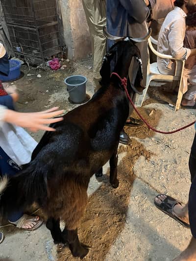 bakra 4 sell eid offer 2 daant