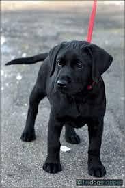 labrador puppy