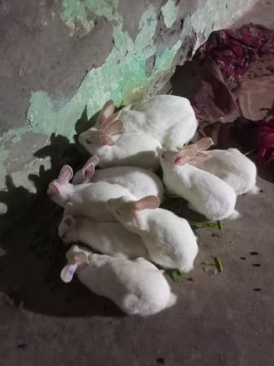 Red Eyes Rabbits