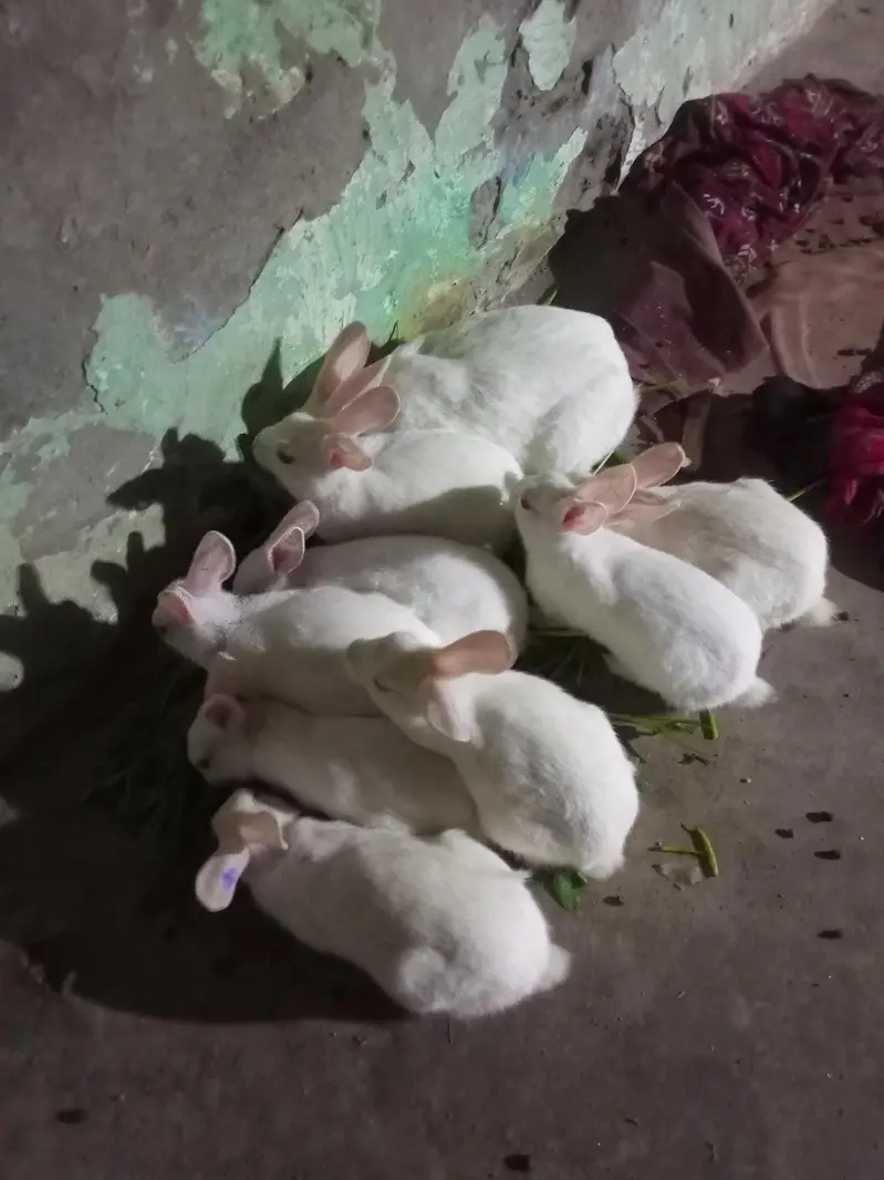Red Eyes Rabbits