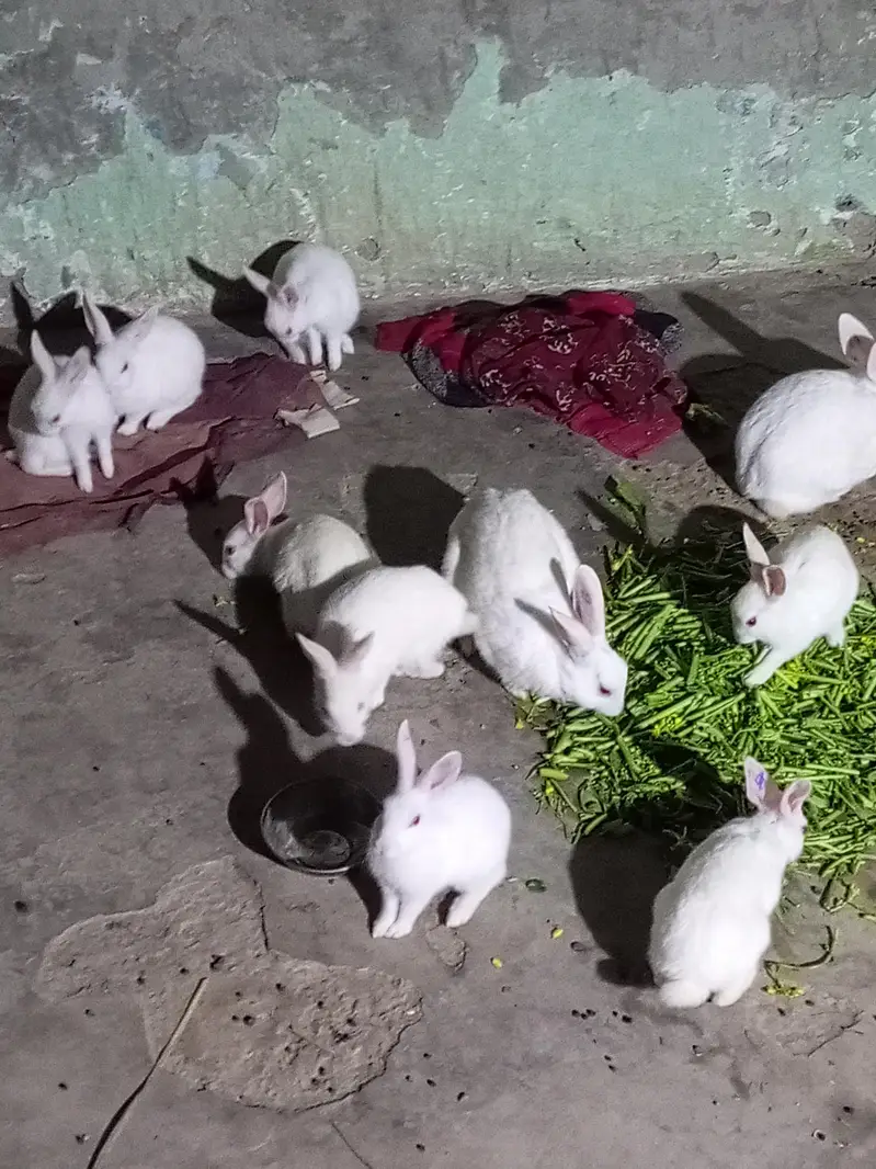 Red Eyes Rabbits — photo 2