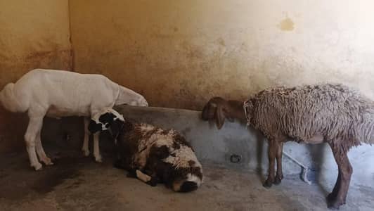 قربانی کا دمبہ