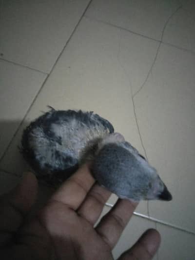 grey parrot