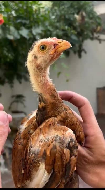 Aseel chick for sale