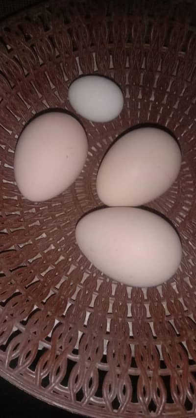 egg laying beautiful pair and gar ke ander egg de rhe