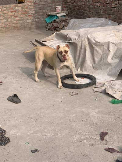 American bulldog female
