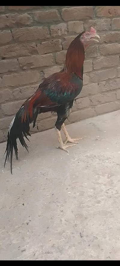 lakha peela aseel