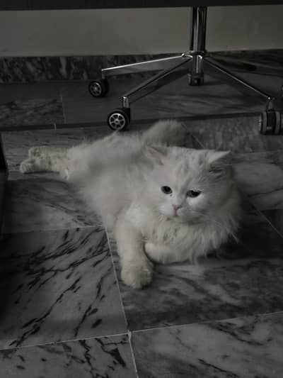 Cat for Adoption