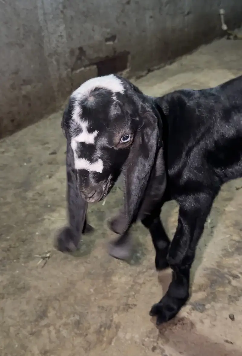Beetal bakri desi bakri, doodh wali bakri — photo 6