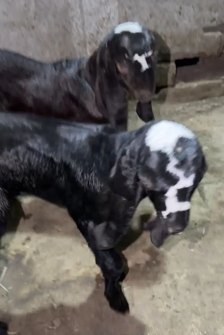 Beetal bakri desi bakri, doodh wali bakri — photo 8