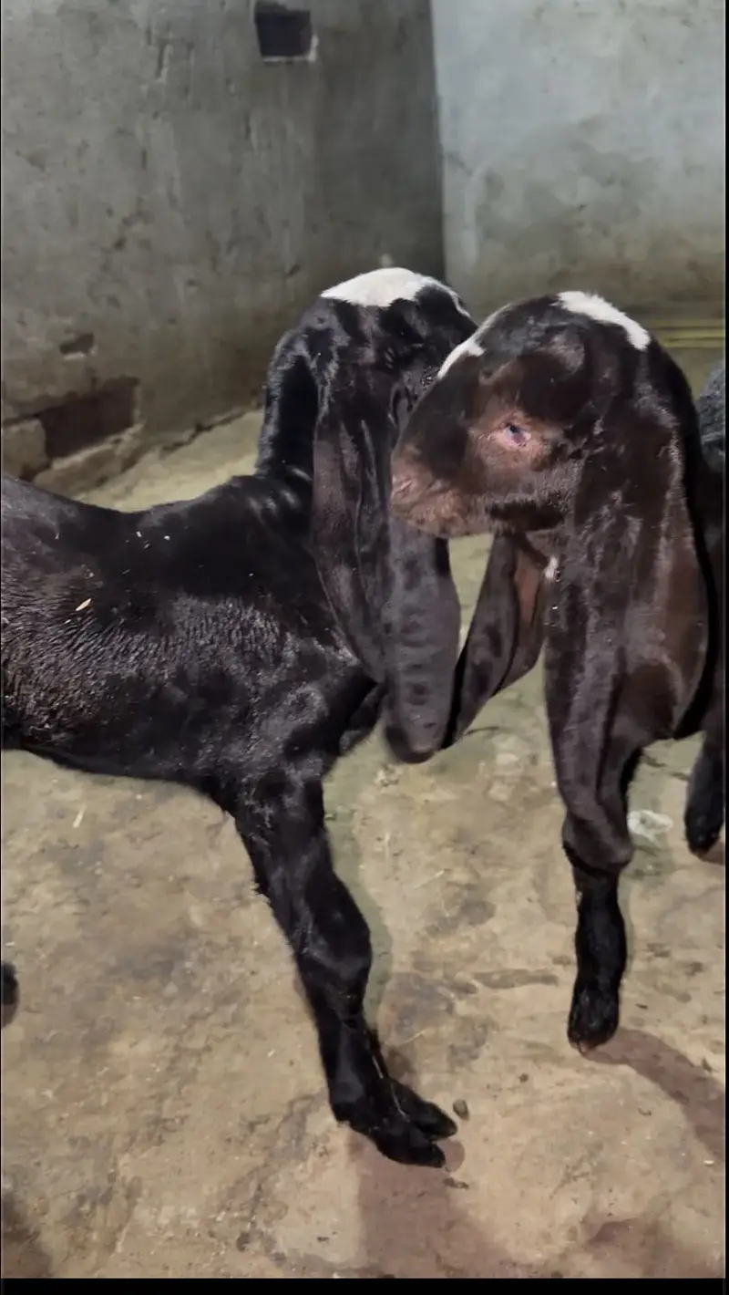 Beetal bakri desi bakri, doodh wali bakri — photo 9
