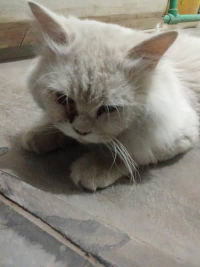 Snow White Male Cat – Friendly & Playful