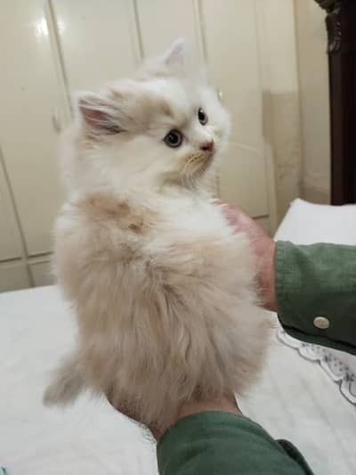 Persian Male Kitten
