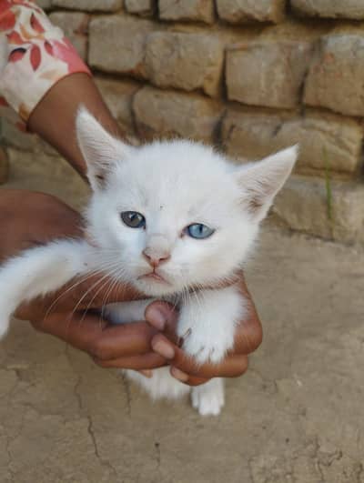 Persian cat