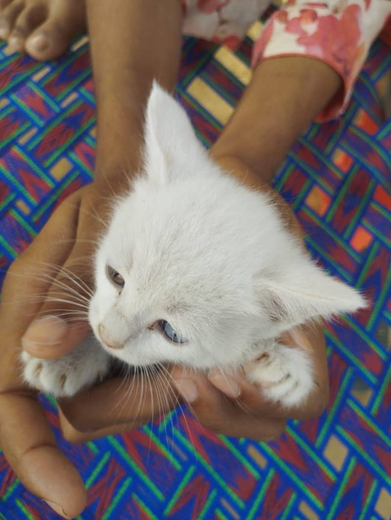 Persian cat 1
