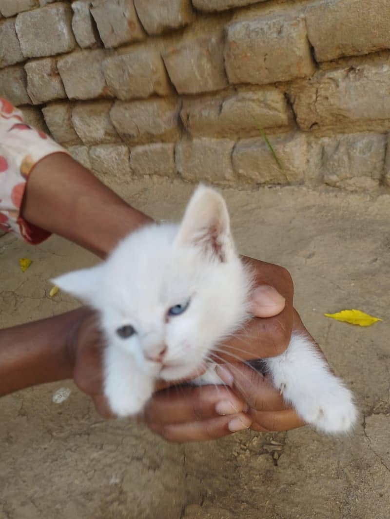 Persian cat 2