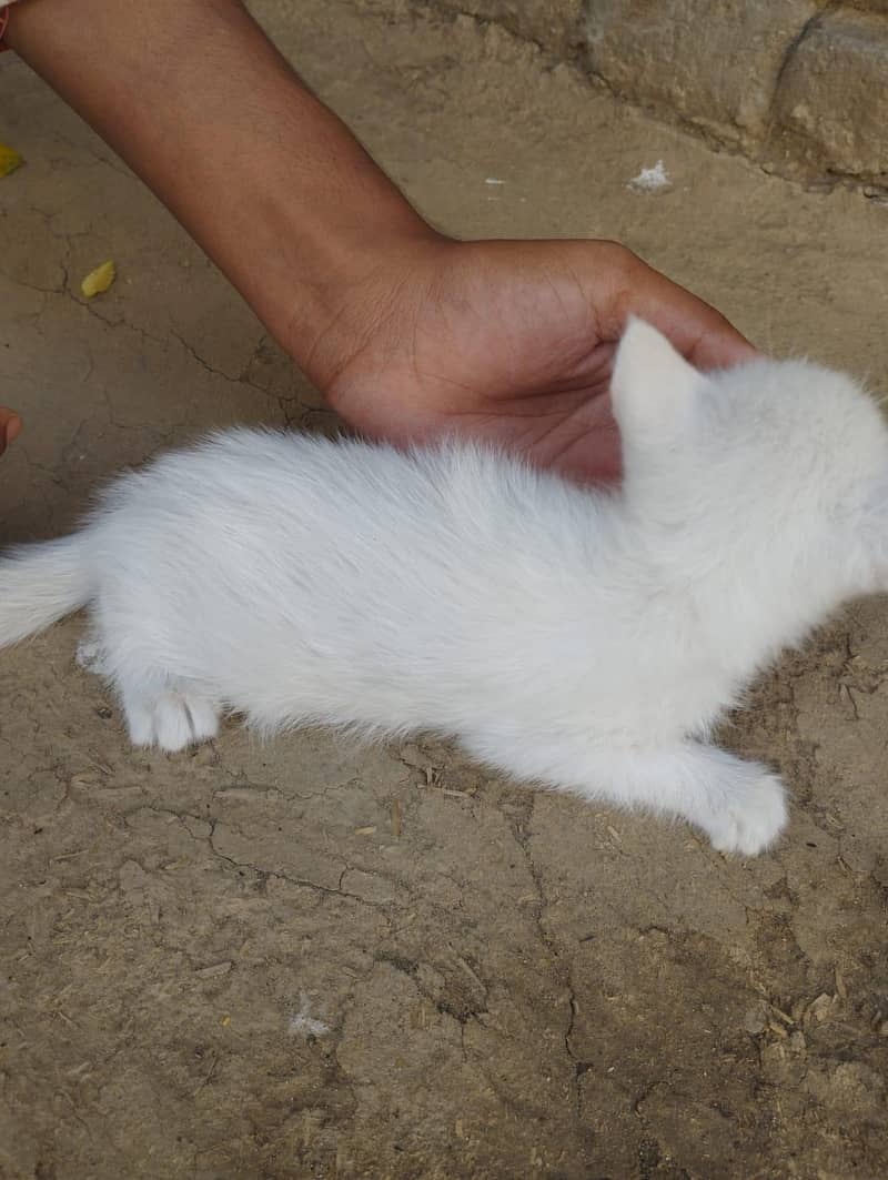 Persian cat 3