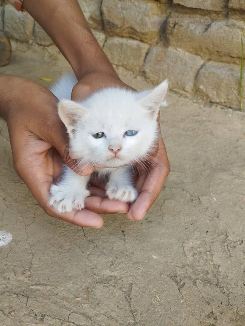 Persian cat 4